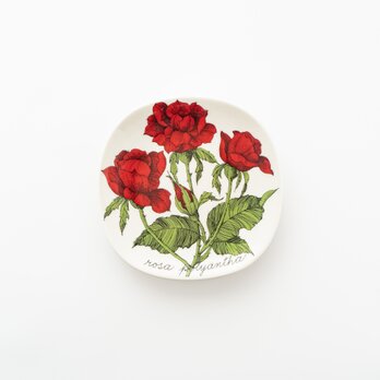 Botanica｜53｜ロサ・ポリアンサ / Rosa polyanthaの画像