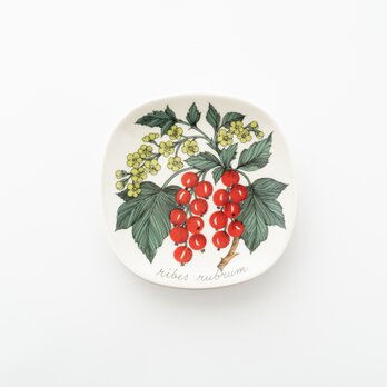 Botanica｜47｜レッドカラント / Ribes rubrumの画像