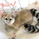 カコミスル 　アライグマ　ジャコウネコ　ネコ　ネズミ　鼠　羊毛フェルト　アートドールの画像
